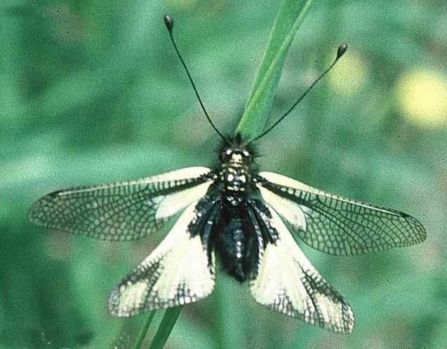 蝶角蛉的幼虫,一般是吃小昆虫,没有什么毒.成虫长这样