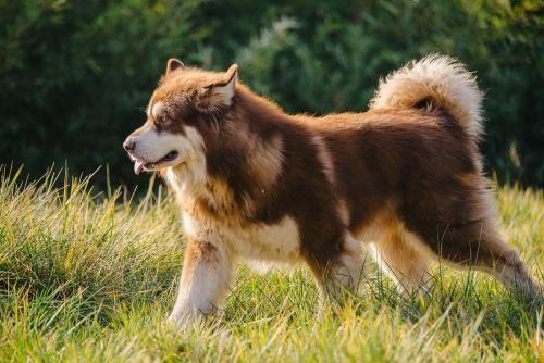 有没有贼拉霸气的阿拉斯加犬的手机壁纸?