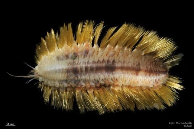 除了一身奇特的毛发,海鳞虫的头部构造也很特别.