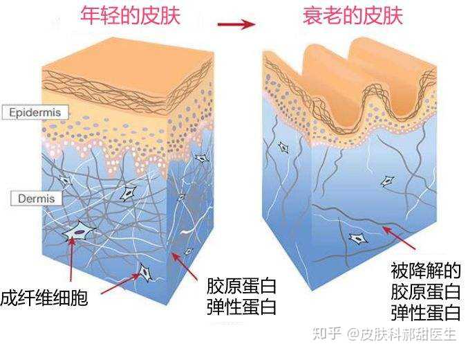 有什么预防衰老好方法吗?