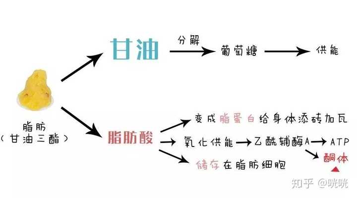 你会发现摄入的脂肪占比甚至可以达到每日能量的75%以上.