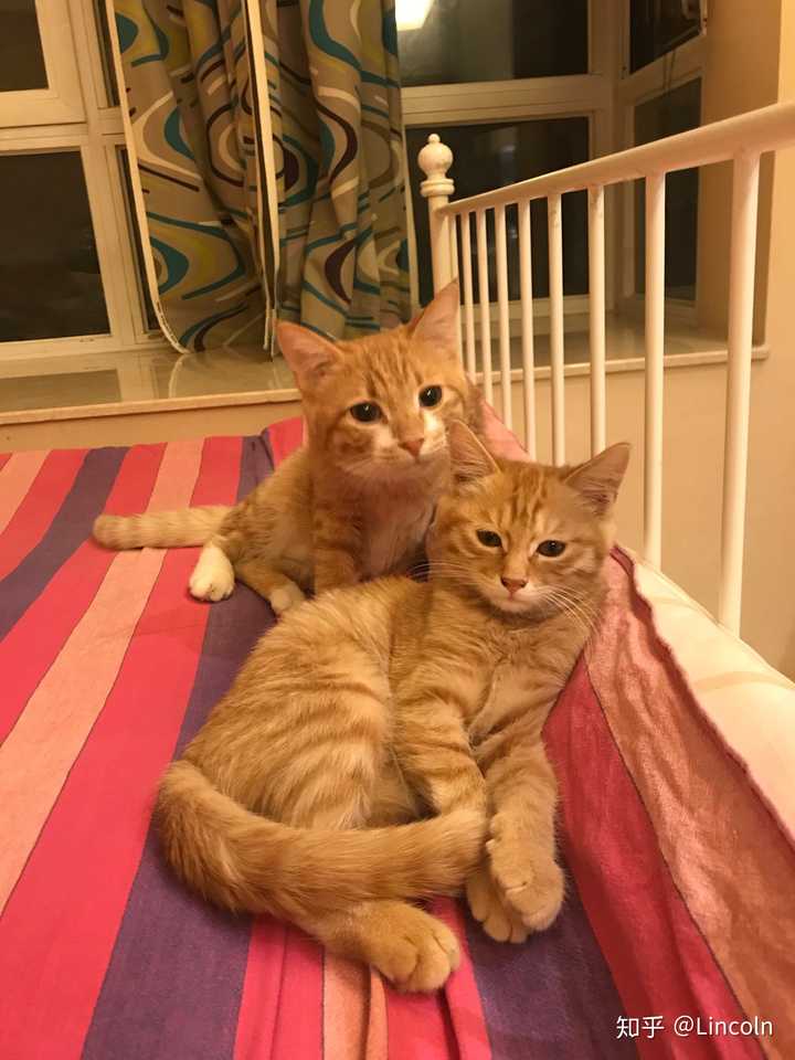 有没有喂不胖的橘猫,可爱吗?