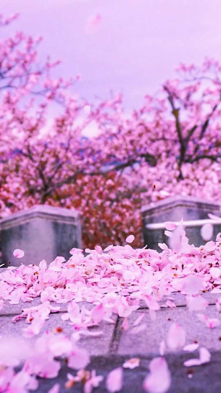 求几张主题是樱花全面屏壁纸.
