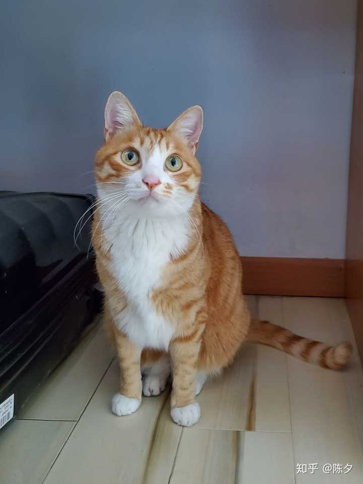 橘猫一定要长成肥橘才好看吗?
