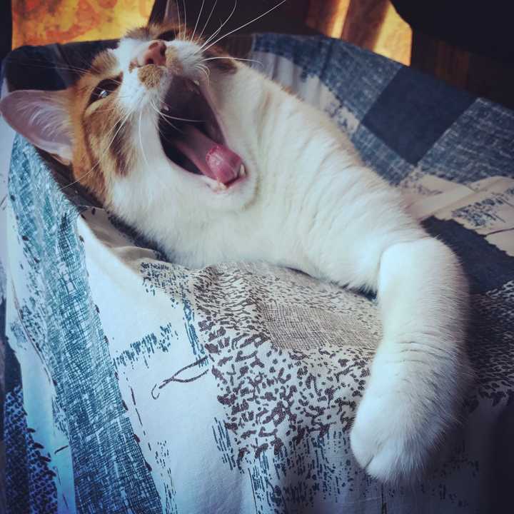 猫有哪些奇特的睡姿?