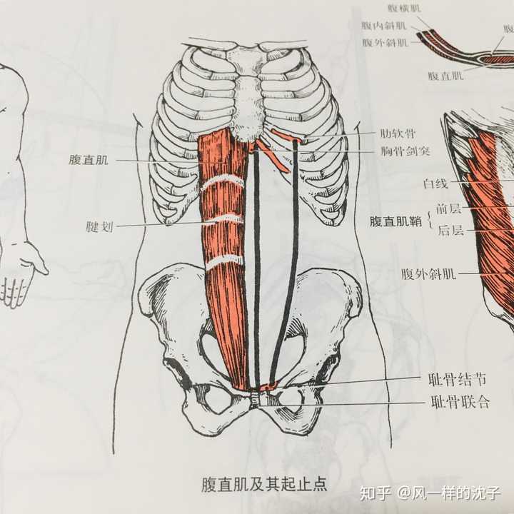 到底需不需要练腹肌?