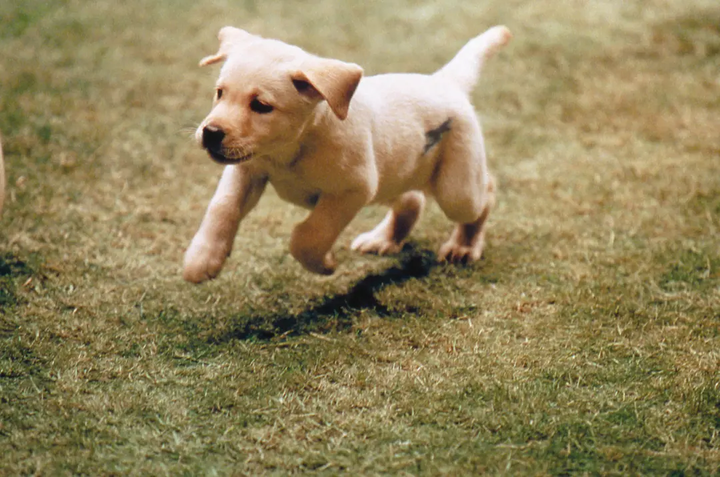 电影讲述了可鲁(小q)成为导盲犬后,为中年失明的渡边先生服务,但两年