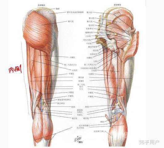 大腿结构图