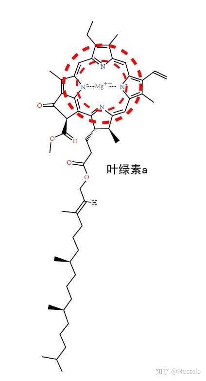 植物靠叶色素吸收光能,结构上依赖叶色素的共轭结构(图中红圈部分)