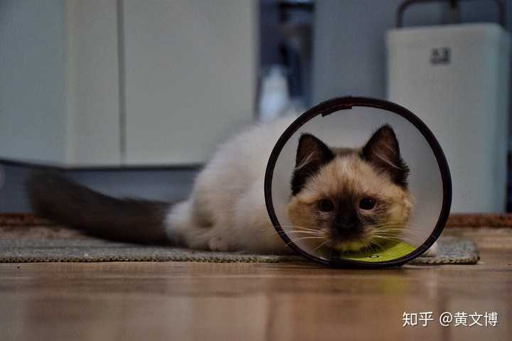 猫猫虫