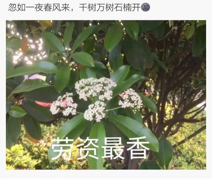 石楠花闻起来有精液的味道,为什么很多学校种石楠花?