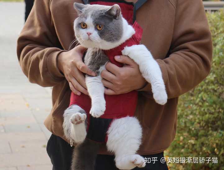 人在美国,请问这只火焰色布偶猫品相怎么样?