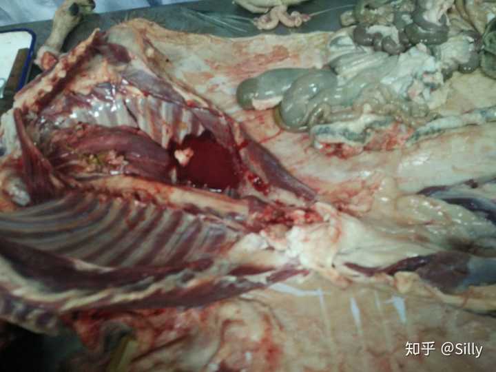 第一次解剖动物时是什么感觉?