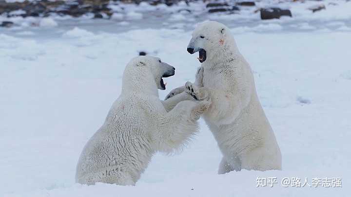 两只北极熊见面的对话可能是: "我今天吃了7个企鹅.