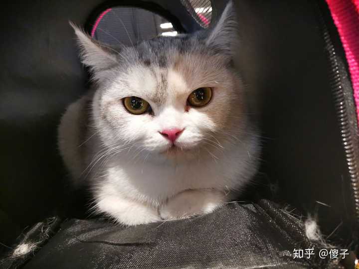 500元左右好看的粘人的小猫有哪些?