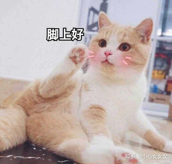 有什么甜甜的猫咪表情包可以分享?