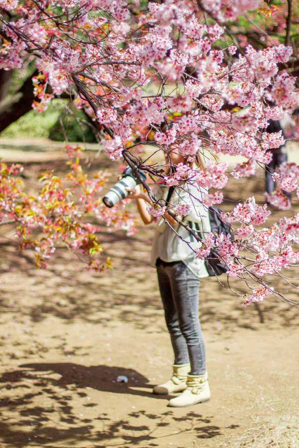 去日本拍樱花你有哪些神技巧