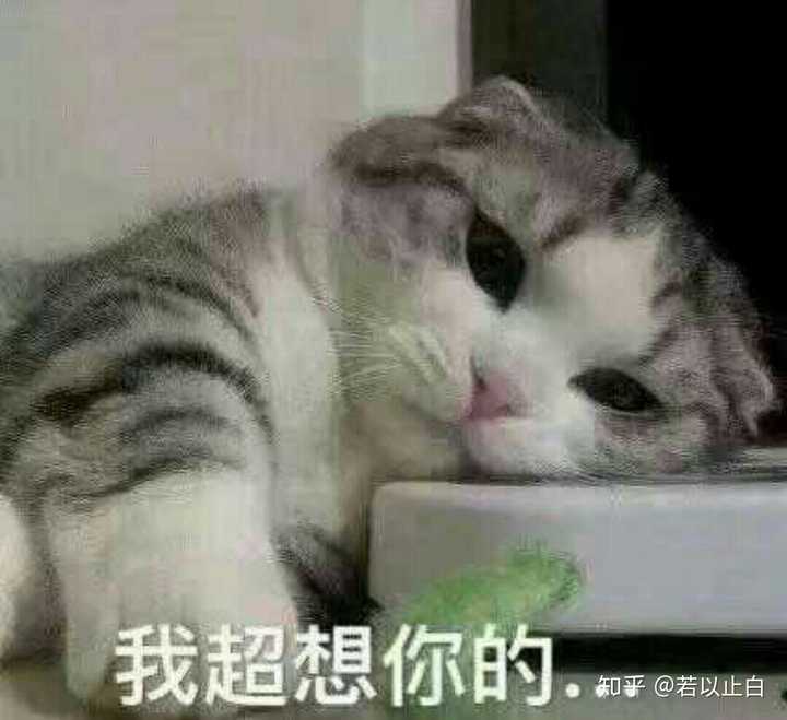 撩妹撩汉有哪些必备的表情包?