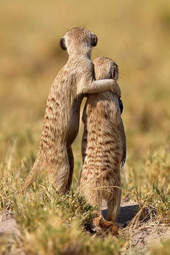 当小猫鼬在觅食或嬉戏时,会有大人主动站出来,肩负起放哨的任务,保障