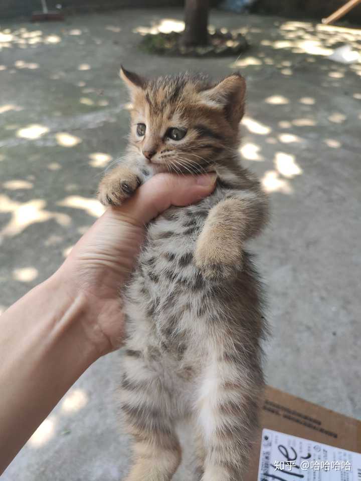 狸花猫值得饲养吗?