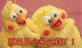 没想到这小东西这么招人喜欢哈(整挺好) 再放一波脆皮鹦鹉为主黄鸡为