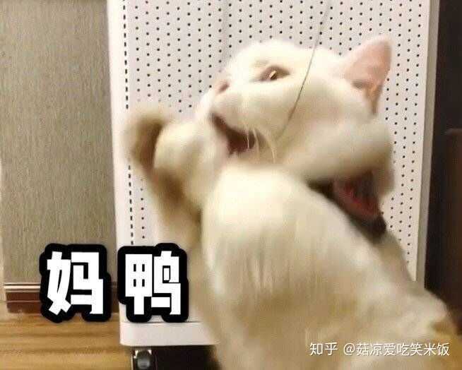 领来的当天带去割了蛋蛋,哈哈哈～我发誓,真的超可爱的猫!