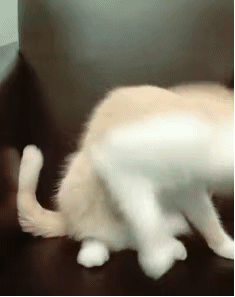 235_297gif 动态图 动图