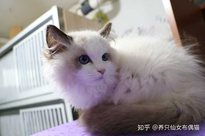 请问这是重点色布偶or暹罗猫?