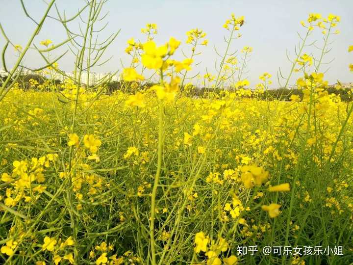 真正的气质和装清高有什么区别?