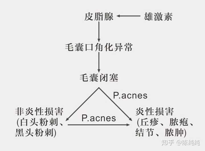 大部分人长痘痘跟雄性激素的分泌有关.