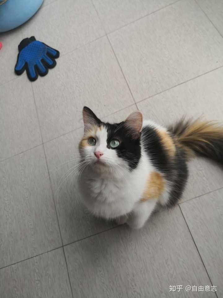 最好看的三花猫长什么样子?