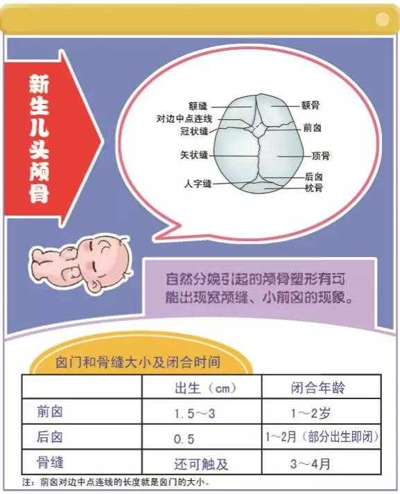 婴幼儿颅骨发育与头围