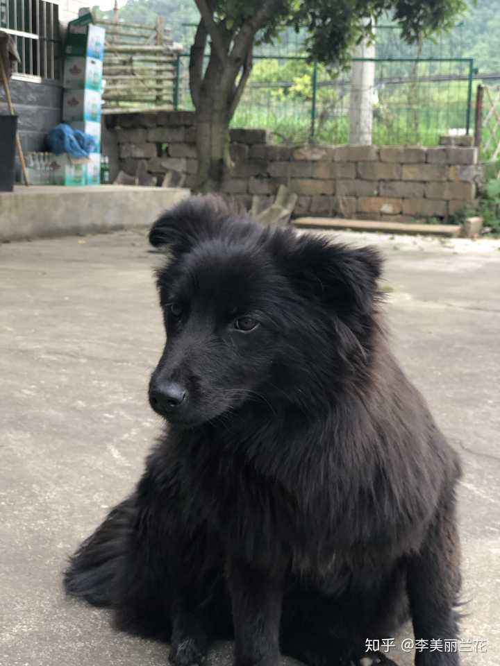 中华田园犬的颜值可以多高