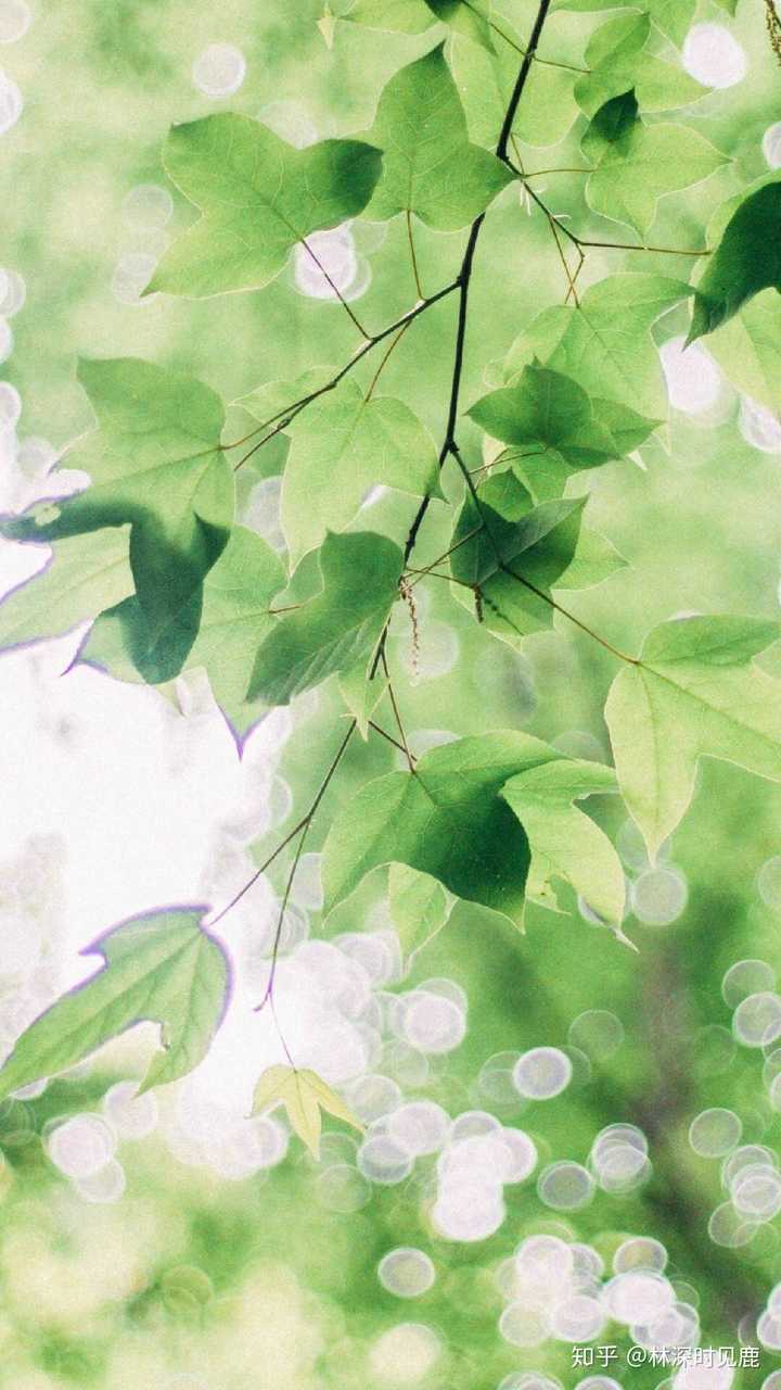 推荐一张你觉得非常好看并值得分享的手机壁纸吧?
