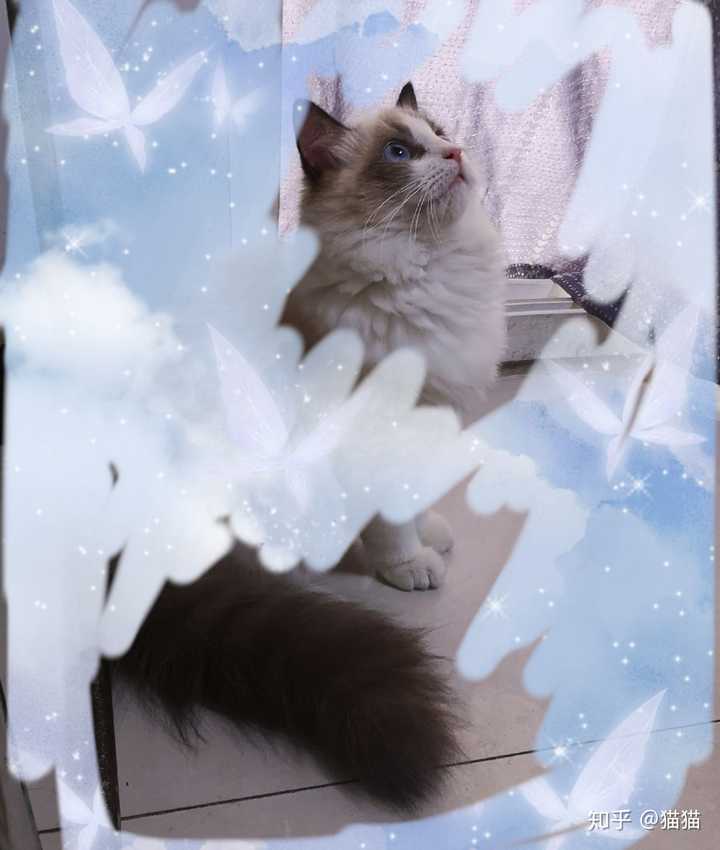布偶猫后腿轻度色块别的完美不能做种公吗?