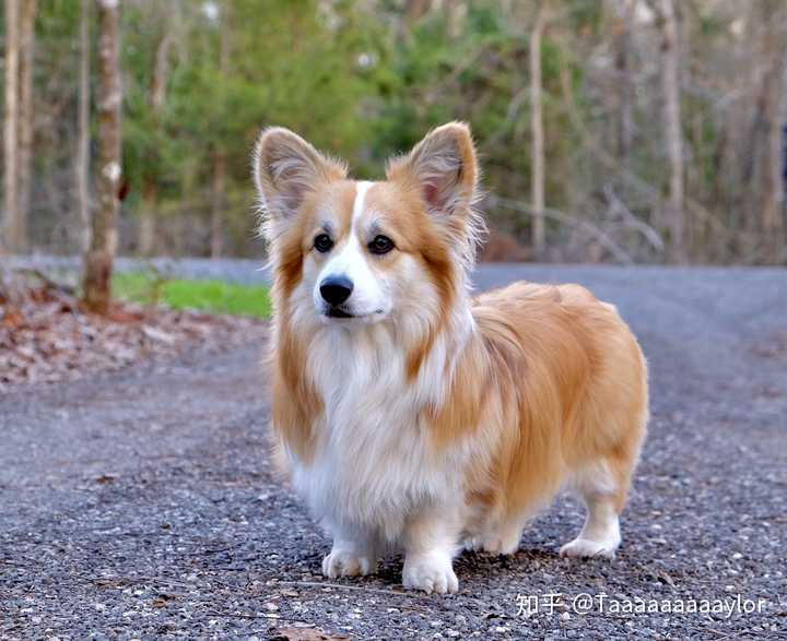 上班族想养柯基或者柴犬,早晚可以遛,哪个比较合适?