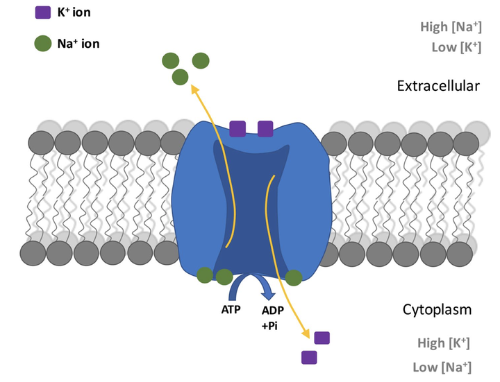 钠钾离子泵示意图 (pivovarov et al., 2019)