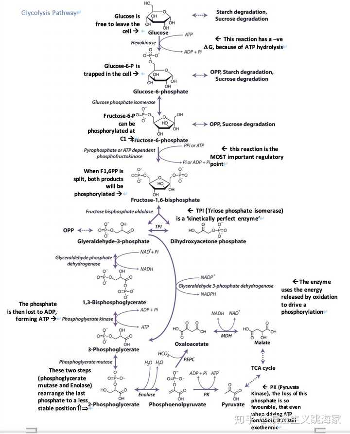 而虚线的箭头指向的 tca cycle 就是我们的三羧酸循环