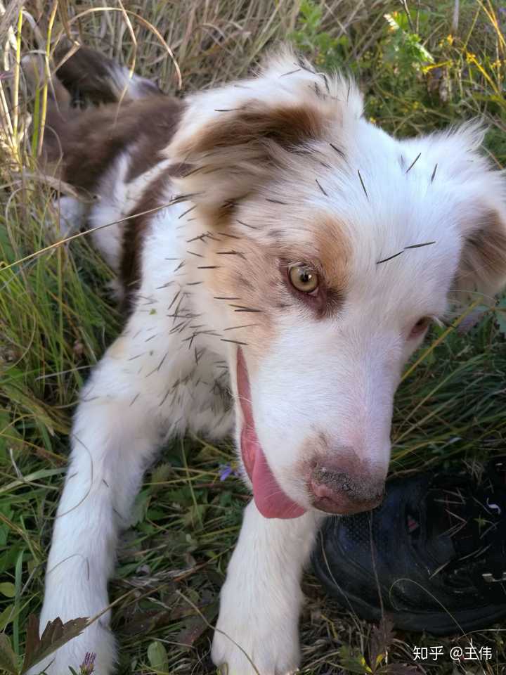 澳大利亚牧羊犬(澳牧),你有见过实体么?
