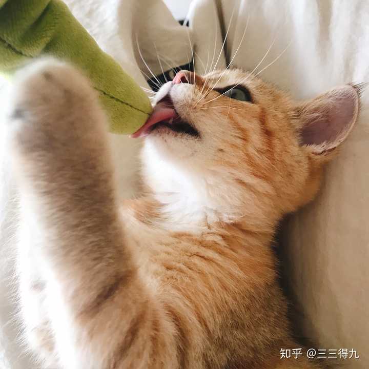 品相一半的英短金渐层会不会长的像姜黄色的中华田园猫一样橘猫