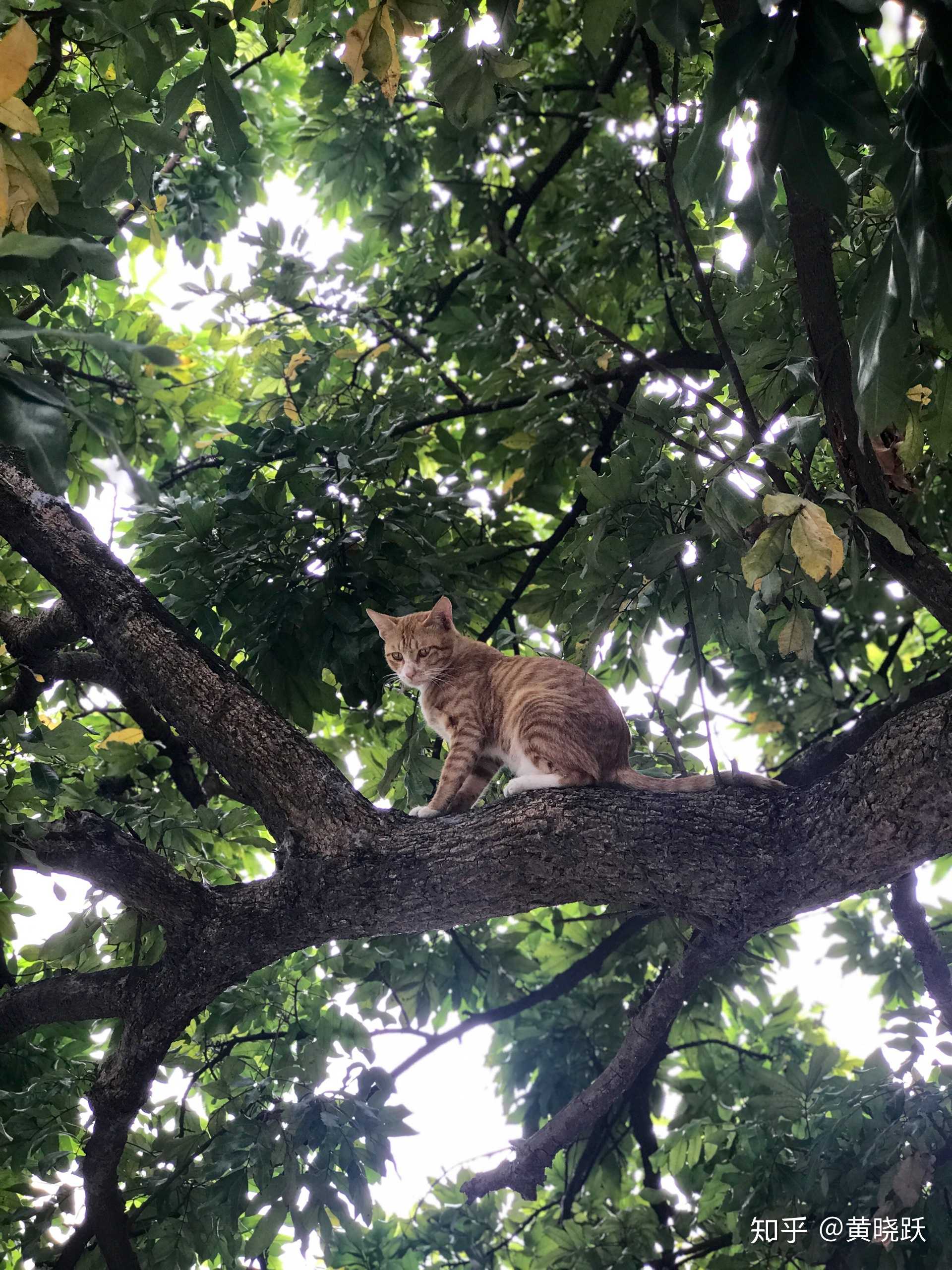 iphone摄影# 家有猫咪爬树抓鼠  ,iphone7plus人像模式拍的,大夏天