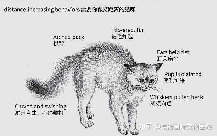 猫有哪些比较常见的肢体语言?