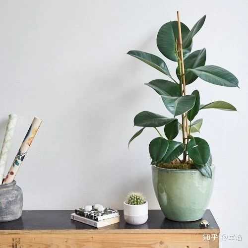 有哪些植物适合在上海室内养?