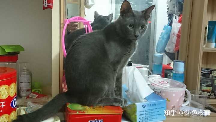 暹罗猫和蓝猫生的猫宝宝什么样?