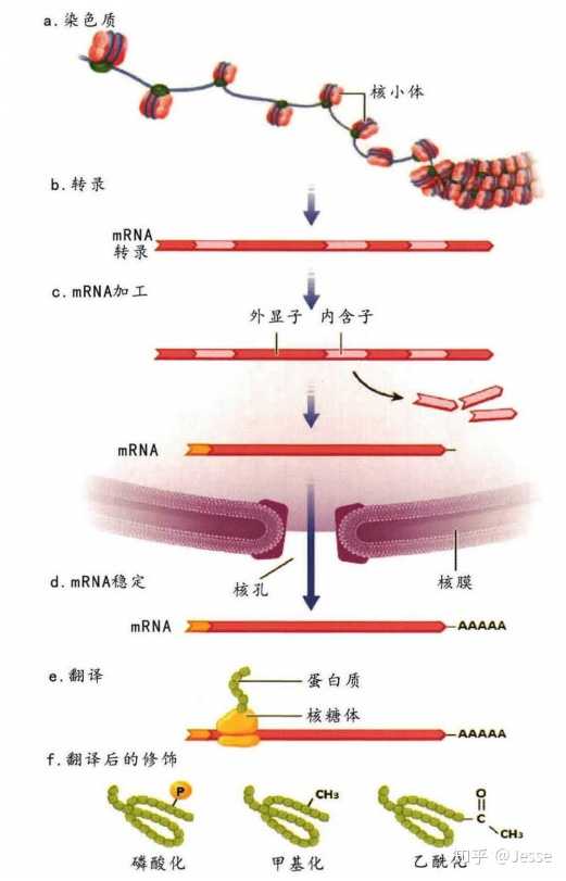 单细胞真核生物如何延续下来的?