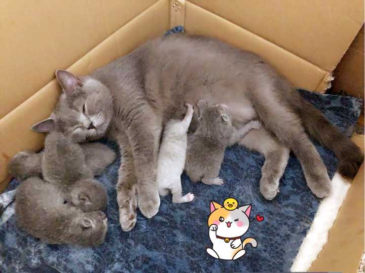 猫妈妈为什么叼着小猫往主人怀里塞?
