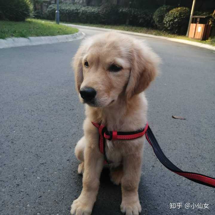 金毛尴尬期长什么样?