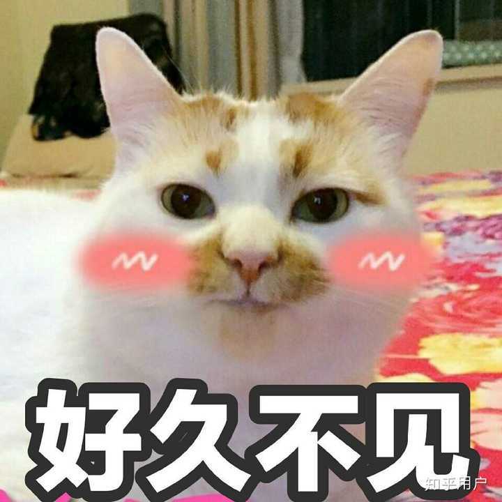 万能表情包?excuse me,当然要举爪我们可爱的楼楼小猫咪了.