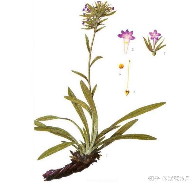 本草纲目--紫草