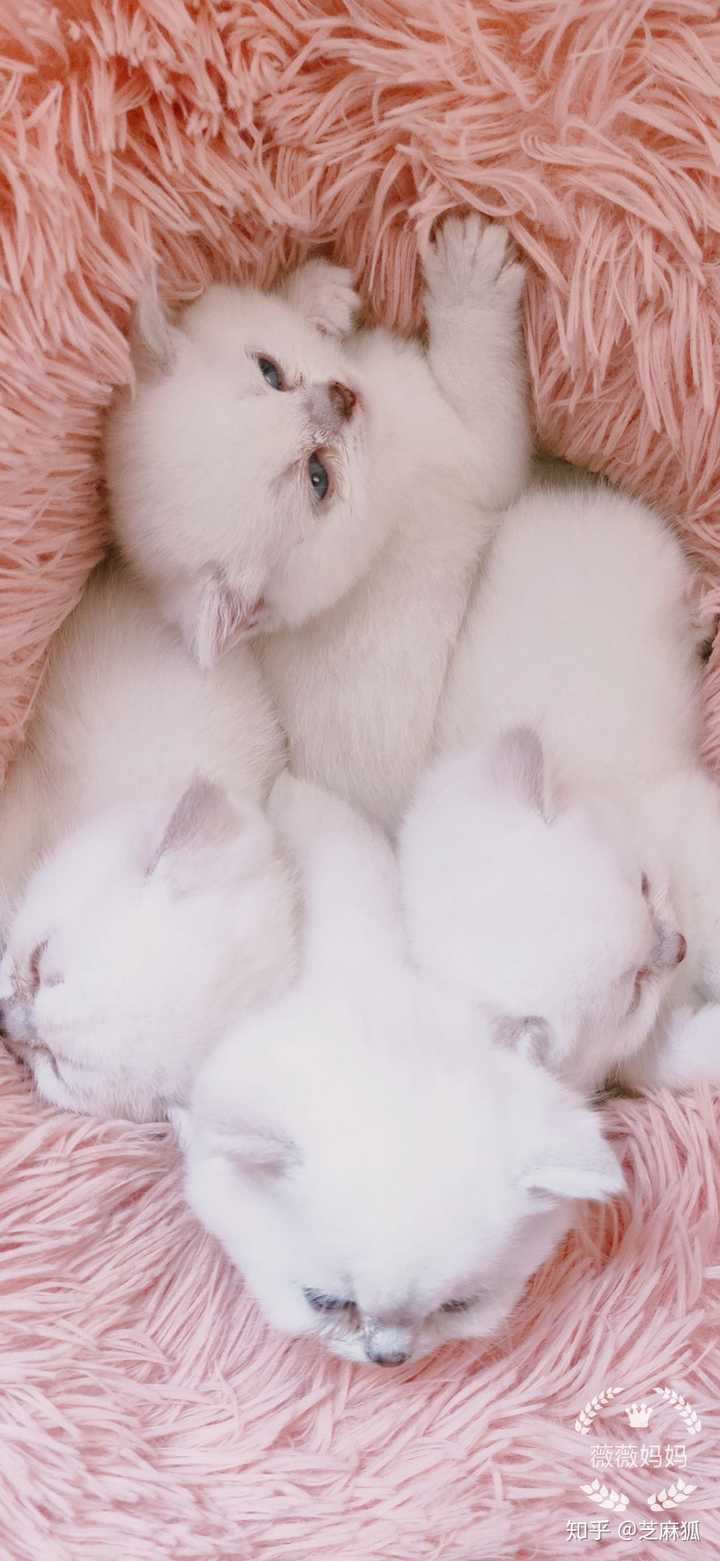 家里养多只猫是什么样的体验?